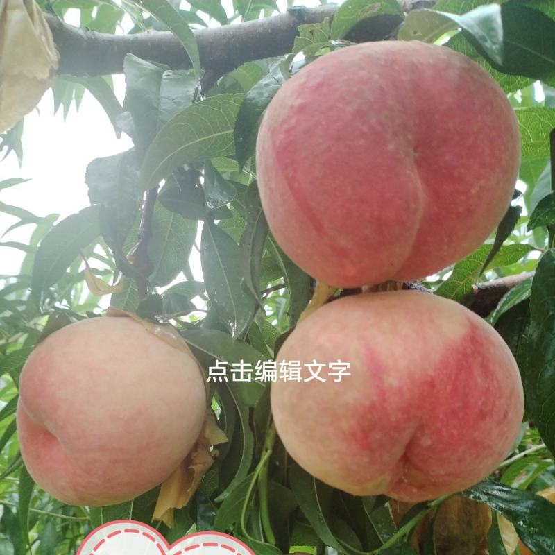 【每日推荐】新鲜采摘的玉妃桃子现摘现发量大从优可视频看货