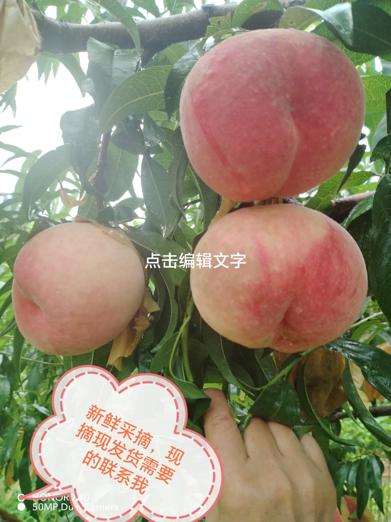 【每日推荐】新鲜采摘的玉妃桃子现摘现发量大从优可视频看货