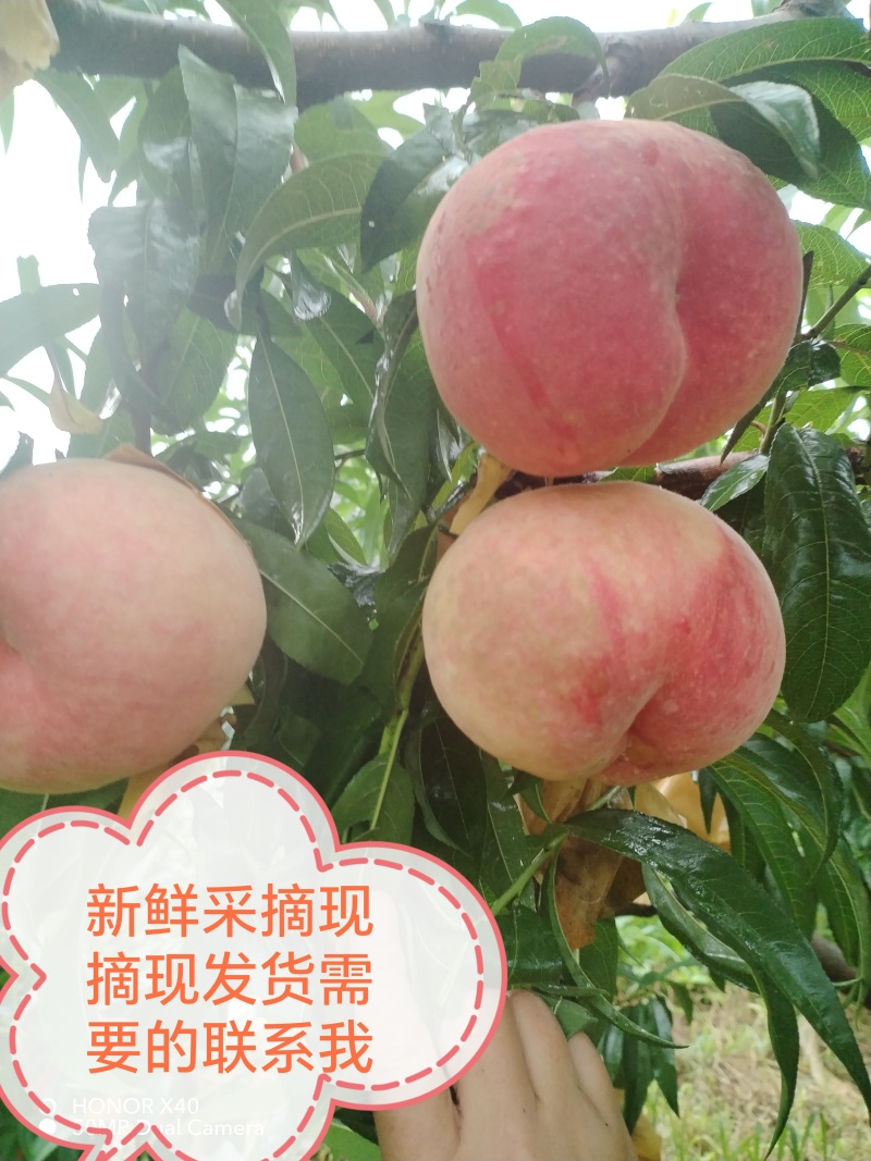 【每日推荐】新鲜采摘的玉妃桃子现摘现发量大从优可视频看货