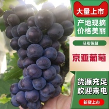 京亚葡萄河北产区直发按质保量发货全国