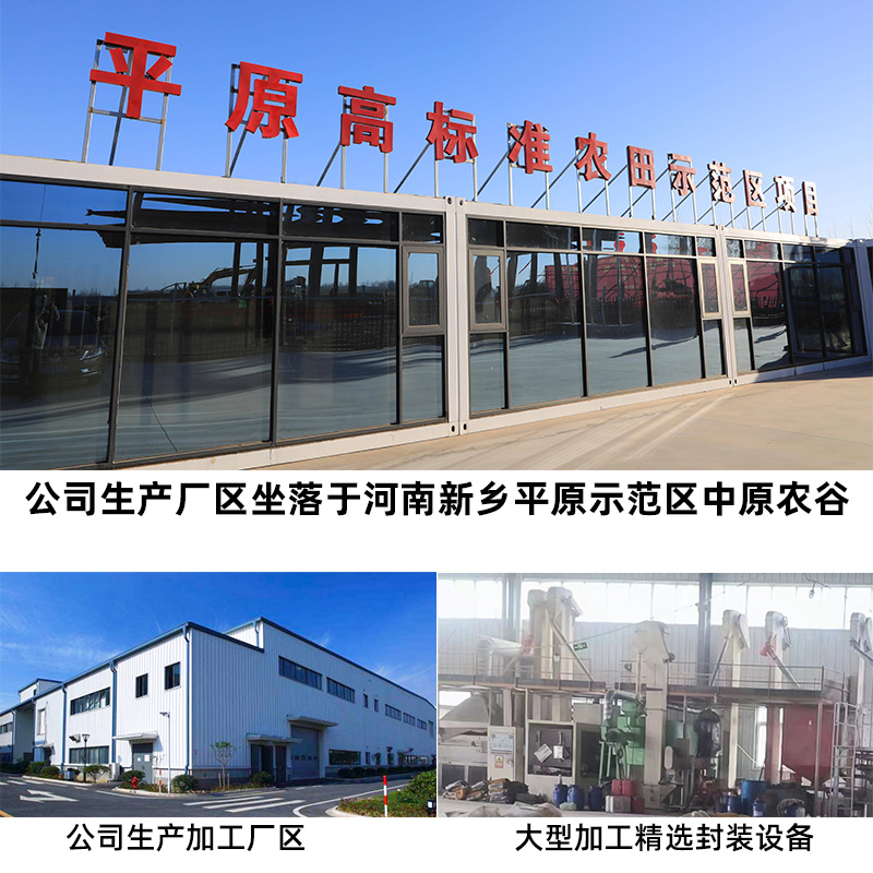 稳产高产小麦种子弘展628半冬性抗病抗倒抗冻抗倒春寒