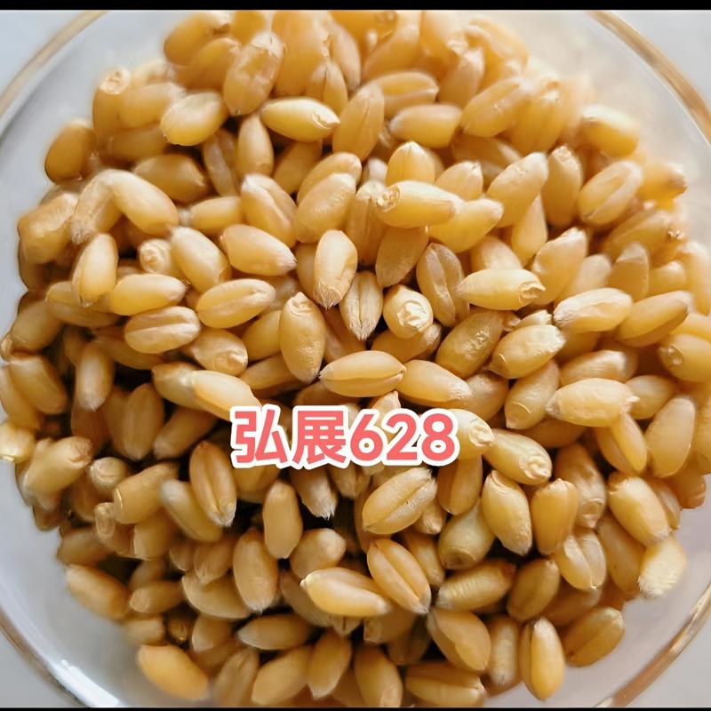 稳产高产小麦种子弘展628半冬性抗病抗倒抗冻抗倒春寒