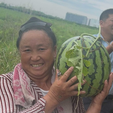 绍兴千亩露天西瓜园大量上市