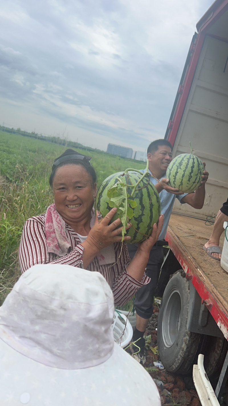 绍兴千亩露天西瓜园大量上市