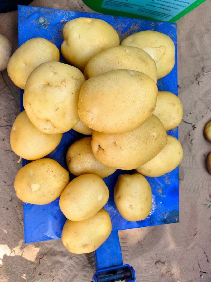 希森土豆大量上市一手货源，价格优惠，欢迎采购