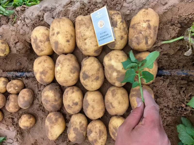 希森土豆大量上市一手货源，价格优惠，欢迎采购