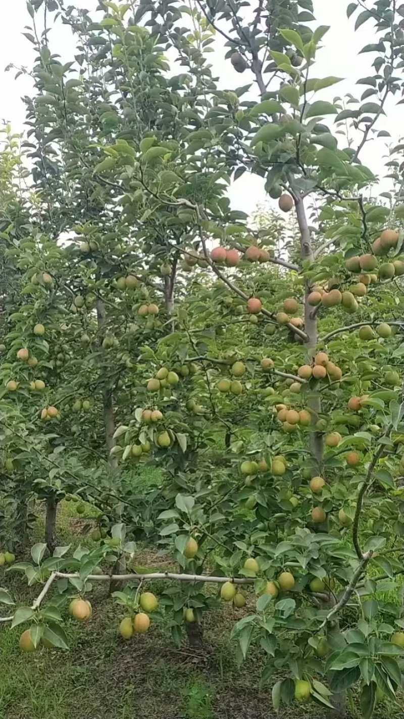 河北精品新梨七号梨，基地现货直发，口感好价格很，欢迎来电