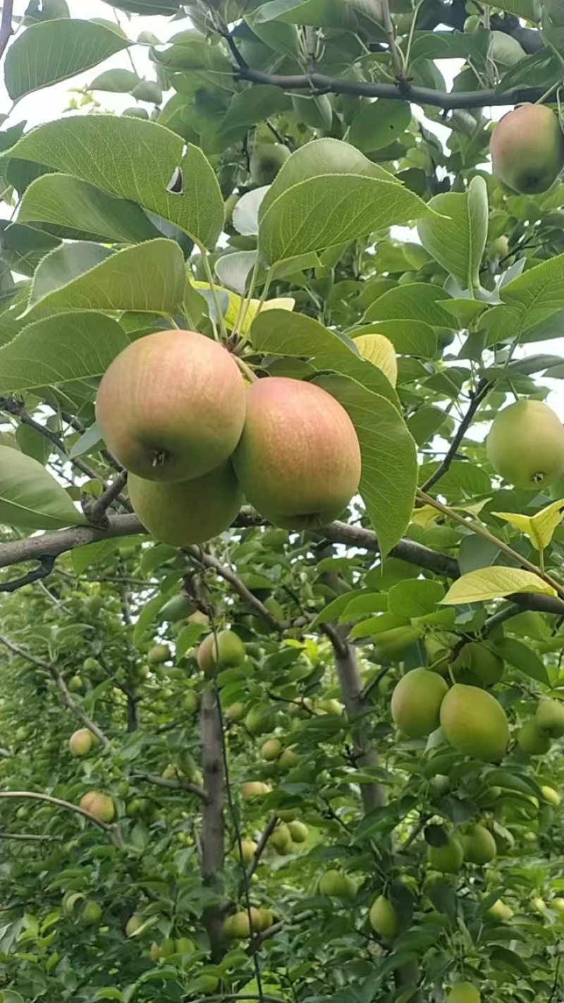 河北精品新梨七号梨，基地现货直发，口感好价格很，欢迎来电