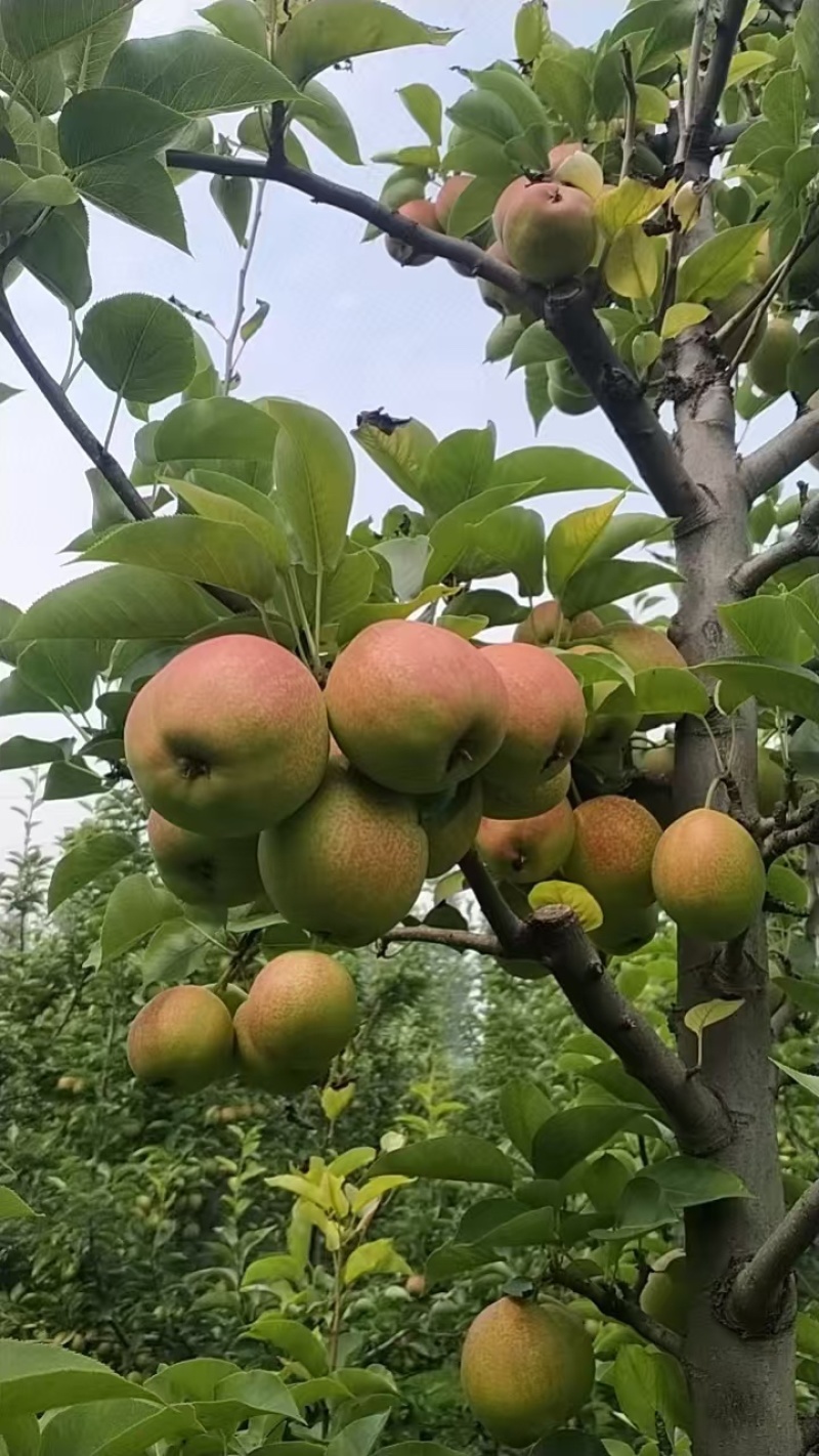 河北精品新梨七号梨，基地现货直发，口感好价格很，欢迎来电