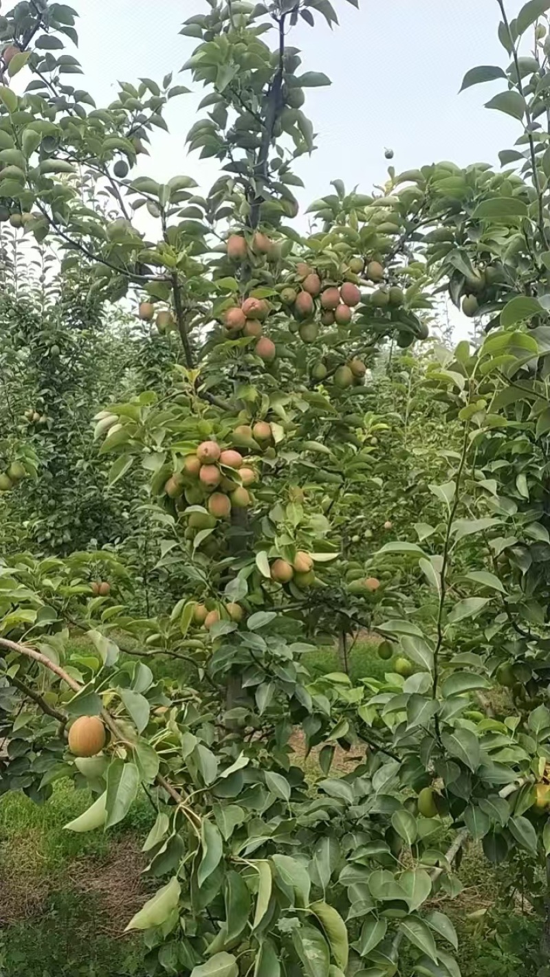 河北精品新梨七号梨，基地现货直发，口感好价格很，欢迎来电