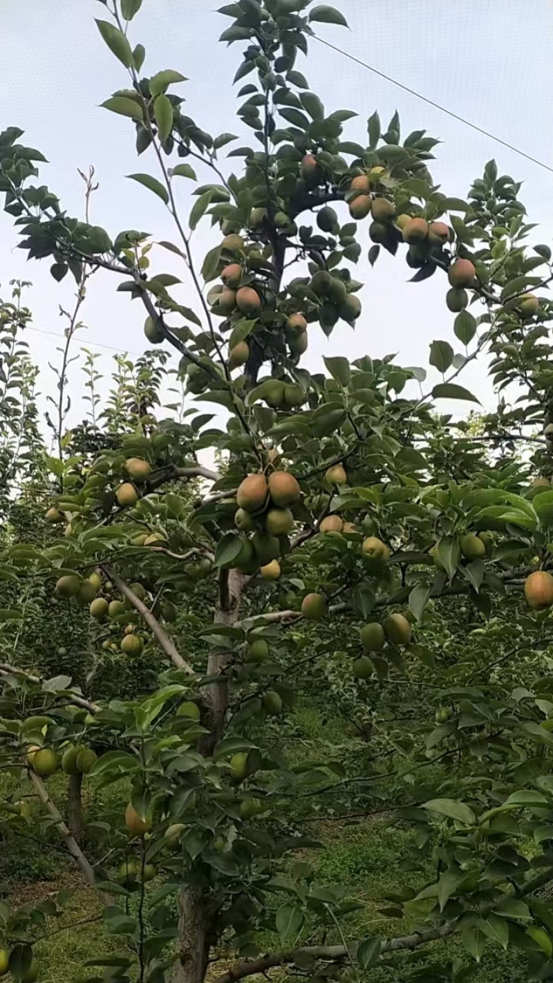 河北精品新梨七号梨，基地现货直发，口感好价格很，欢迎来电