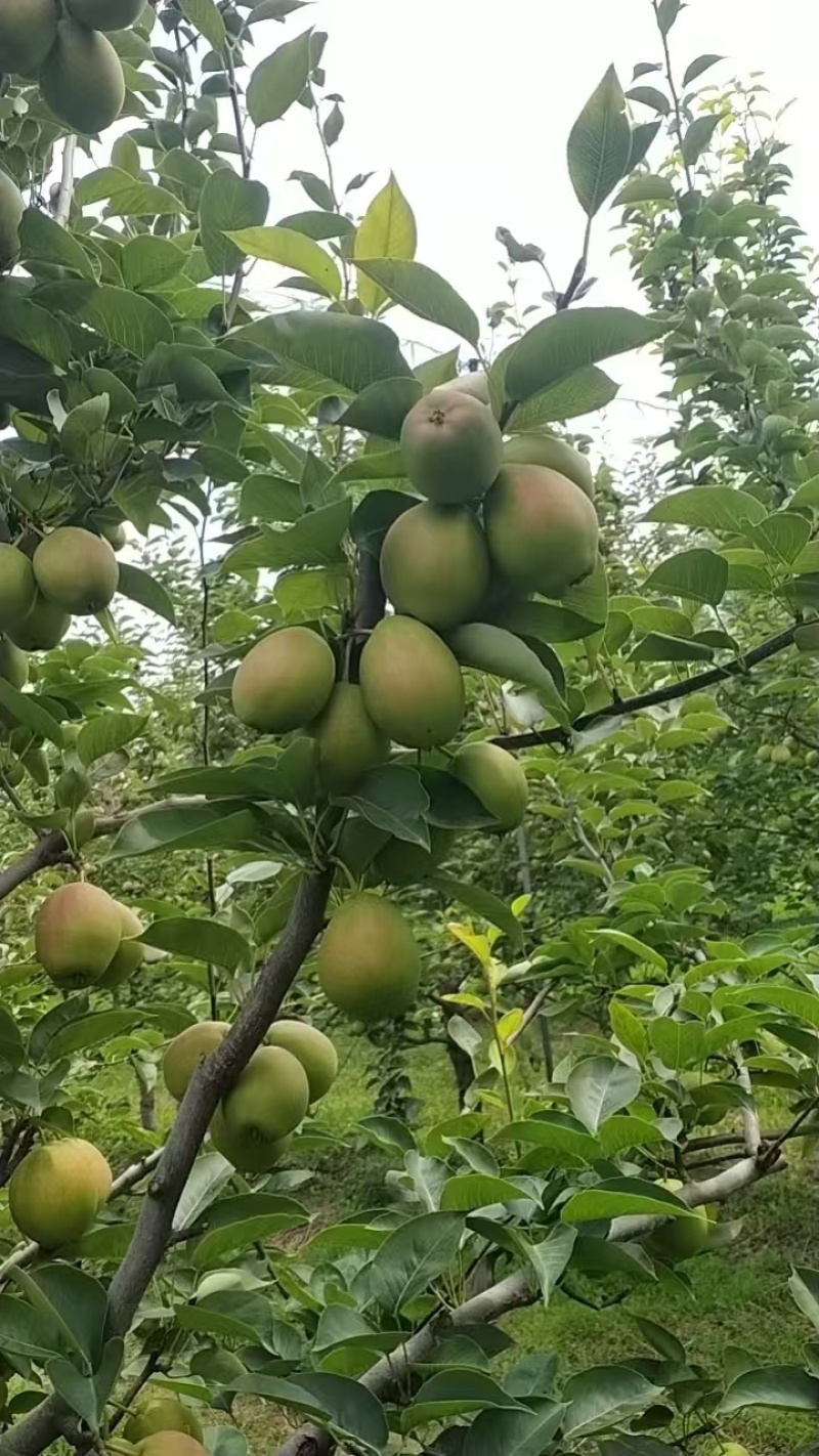 河北精品新梨七号梨，基地现货直发，口感好价格很，欢迎来电