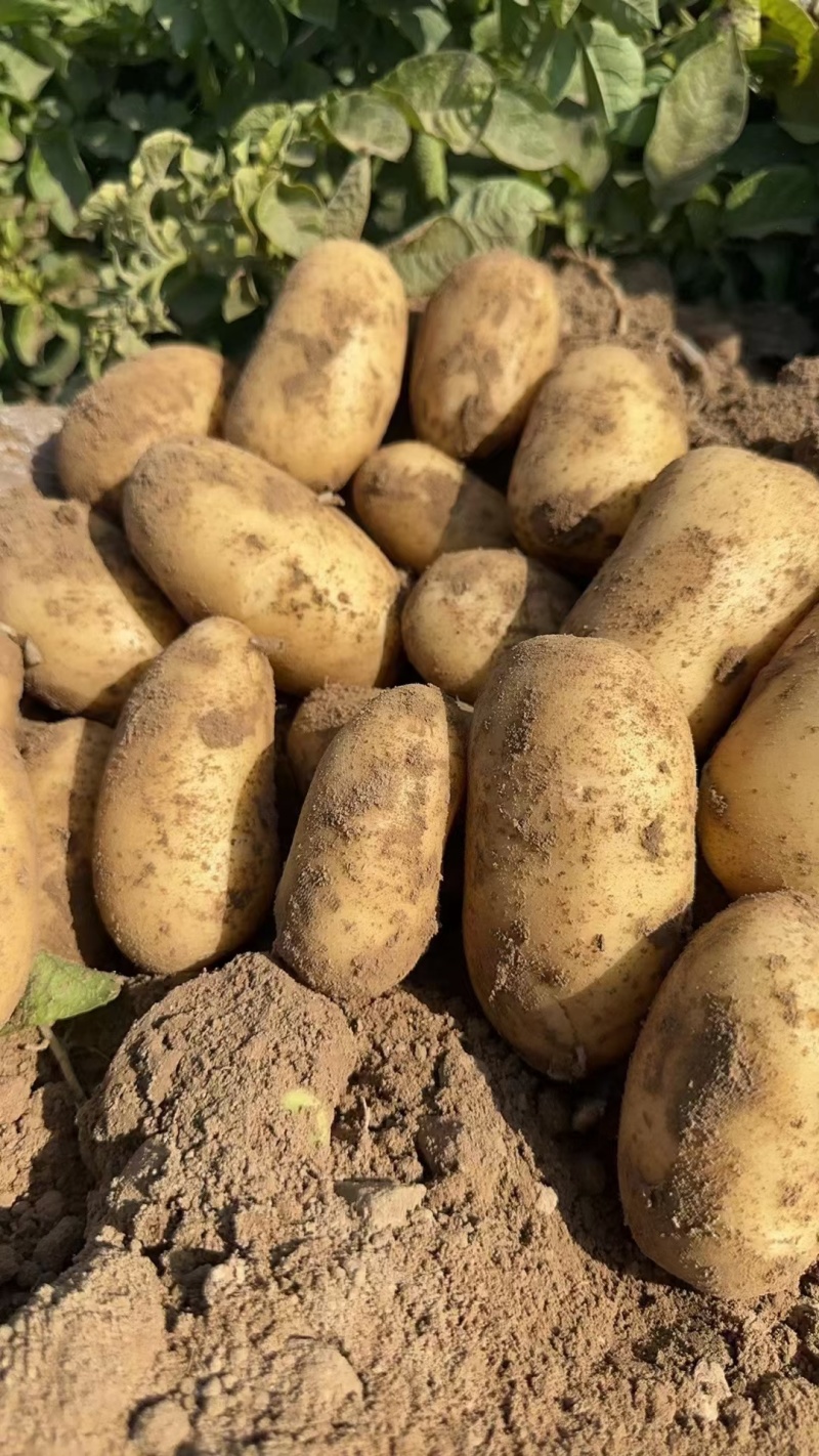 希森土豆大量上市一手货源，价格优惠，欢迎采购