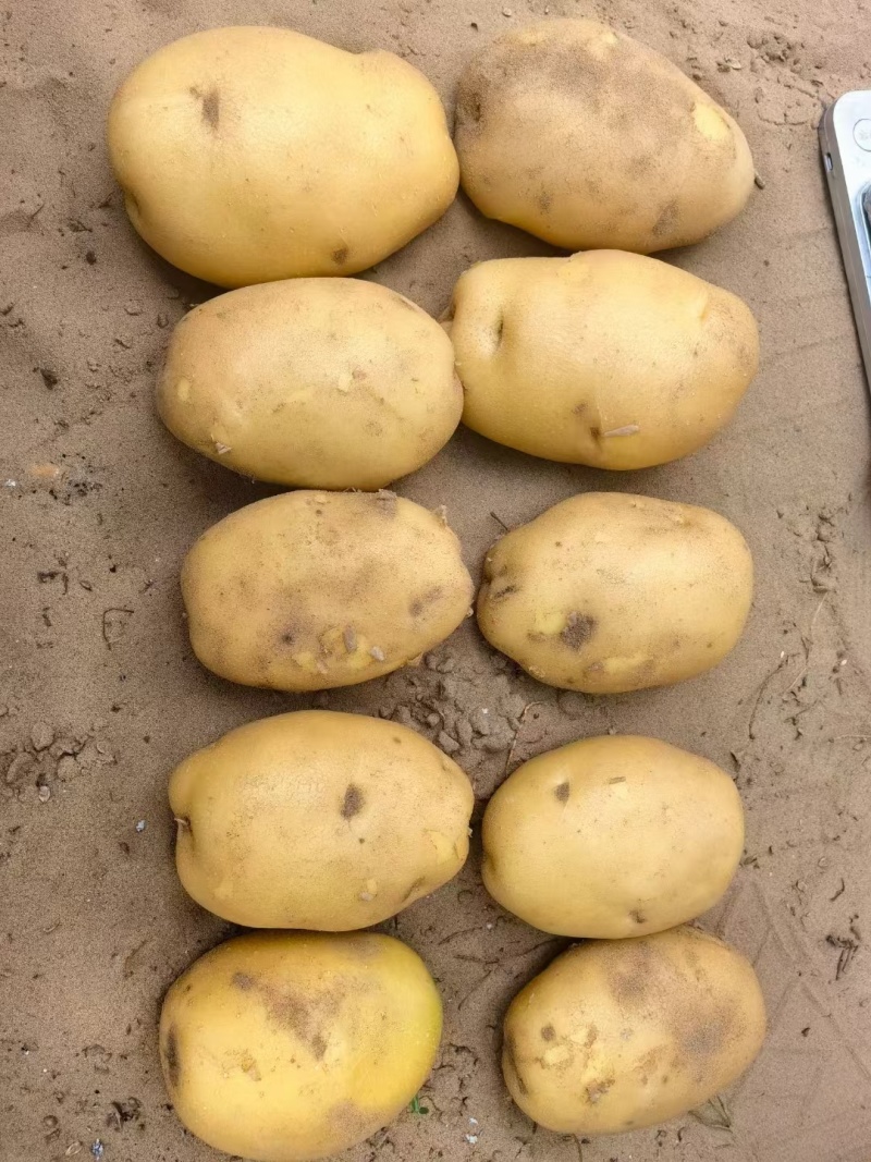 希森土豆大量上市一手货源，价格优惠，欢迎采购