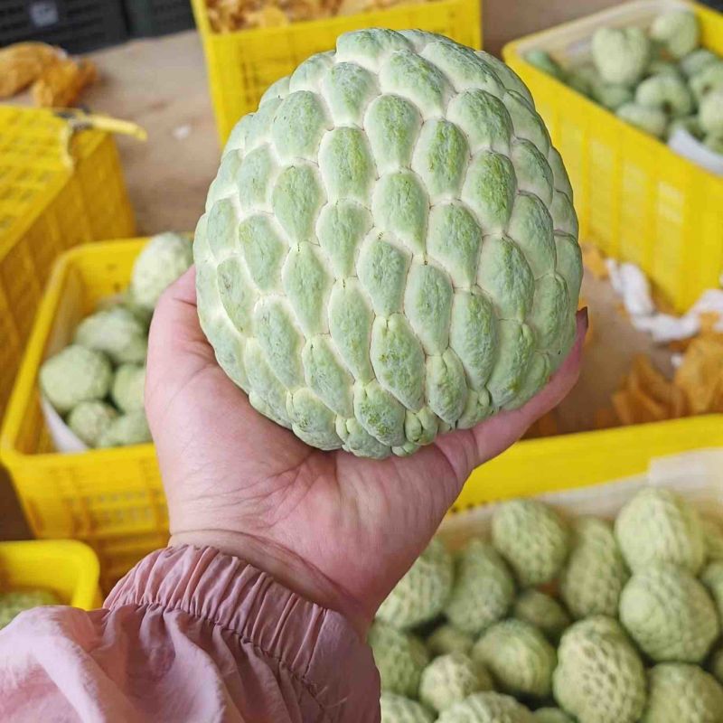 大目释迦凤梨释迦大量代办供应全国批发市场社区团购落地配