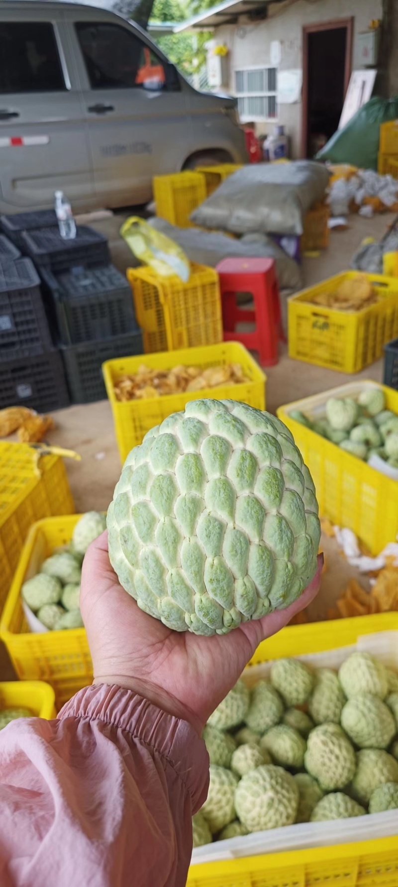 大目释迦凤梨释迦大量代办供应全国批发市场社区团购落地配