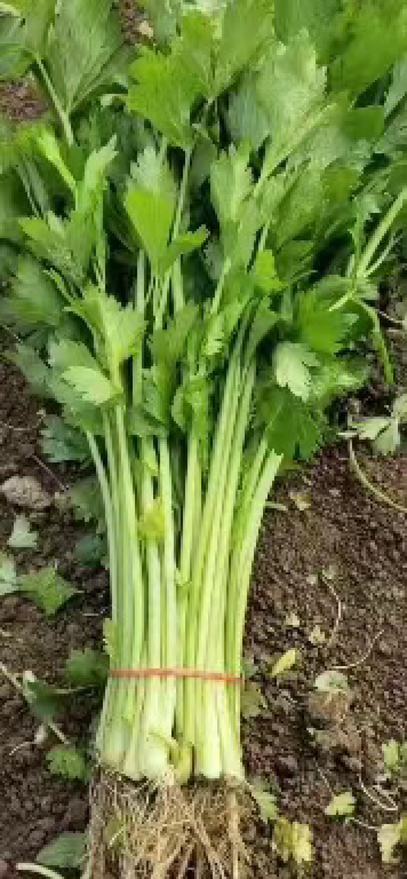 芹菜小香芹产地直发一手货源产地直发欢迎采购