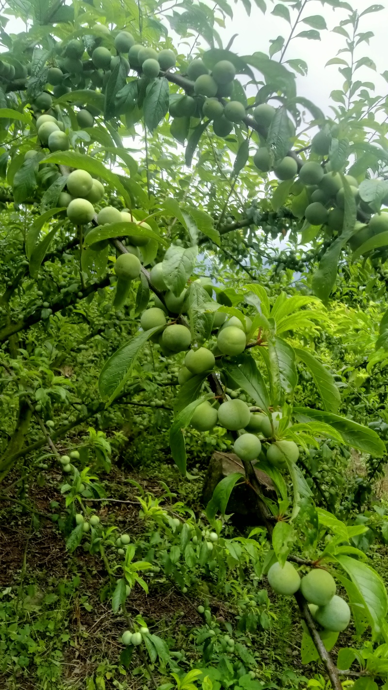 青苹果、五月脆、半边红、汶川李、小脆红