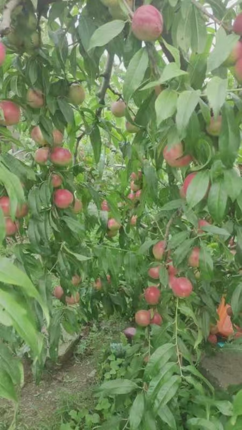 离核油桃珍珠枣油桃大量上市口感脆甜随到随装