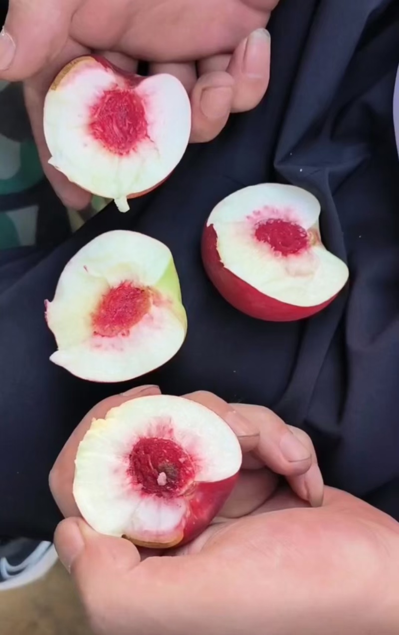 离核油桃珍珠枣油桃大量上市口感脆甜随到随装
