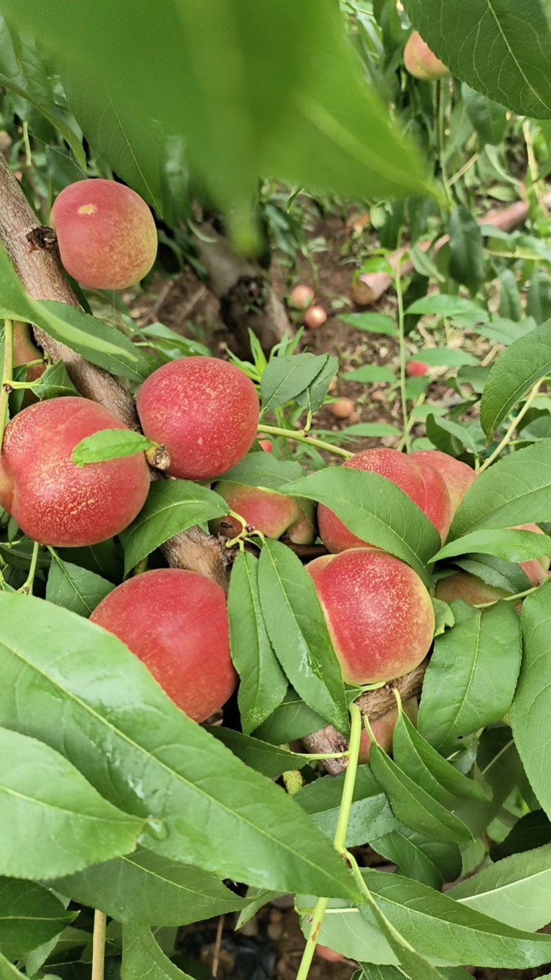 离核油桃珍珠枣油桃大量上市口感脆甜随到随装