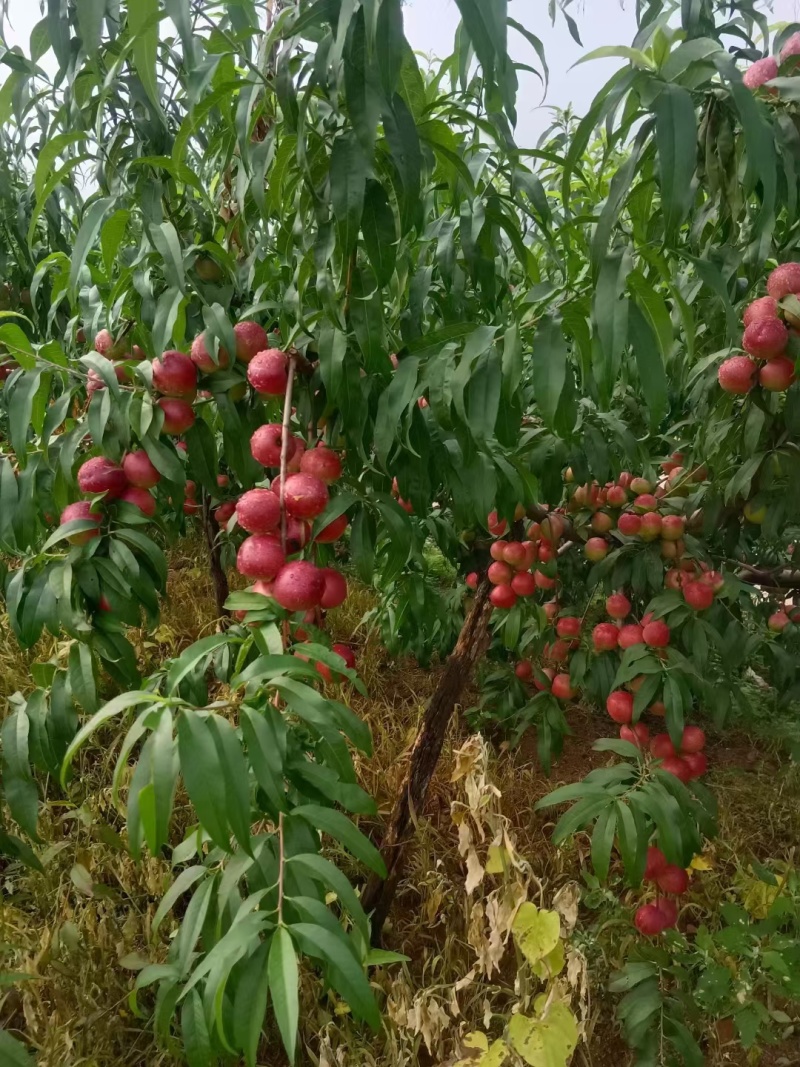 离核油桃珍珠枣油桃大量上市口感脆甜随到随装
