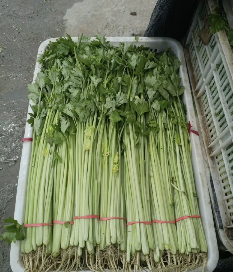 芹菜小香芹产地直发一手货源产地直发欢迎采购
