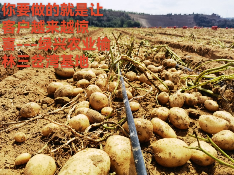 沃土中货土豆陕西土豆大量现货供应，规格齐全，可视频