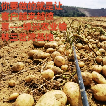 陕北土豆，V7土豆，量大价优，可视看货，现冷鲜库有2万余