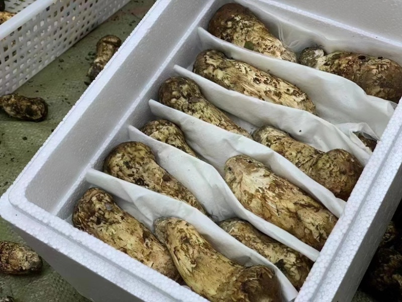 雅江鲜松茸