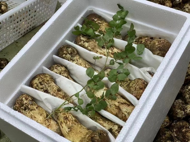 雅江鲜松茸