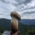 雅江鲜松茸