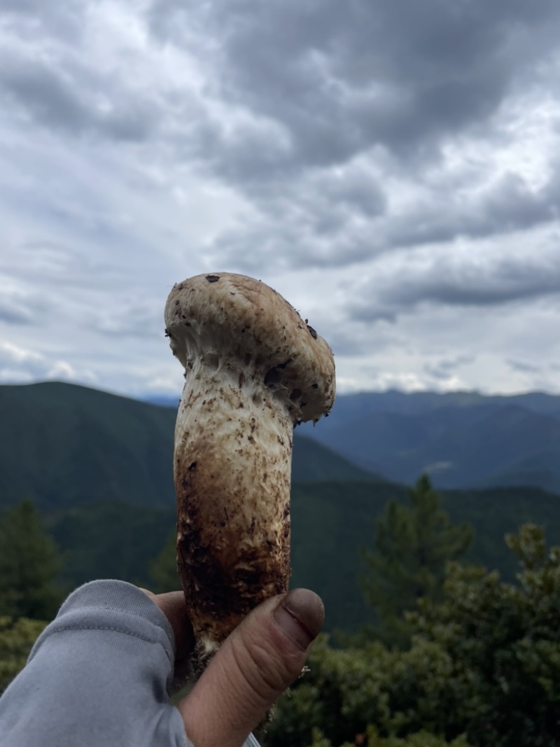 雅江鲜松茸