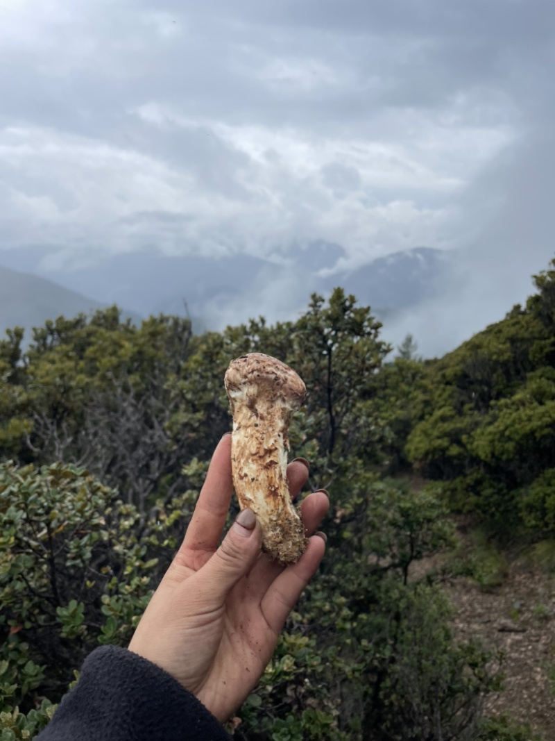 雅江鲜松茸