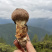 雅江鲜松茸