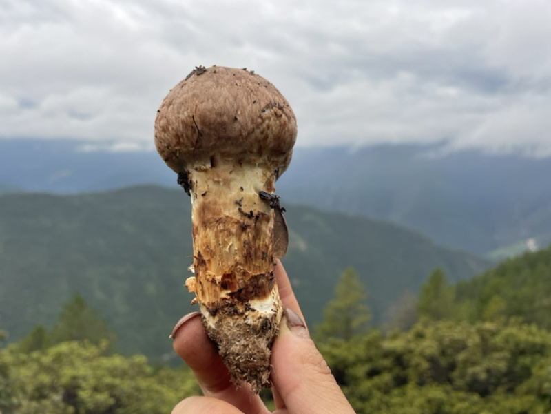 雅江鲜松茸