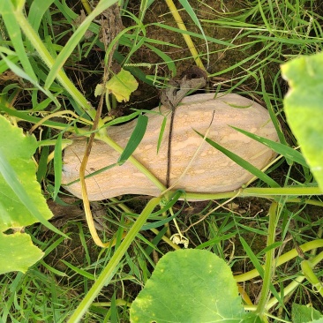 大量欧冠老南瓜成熟了