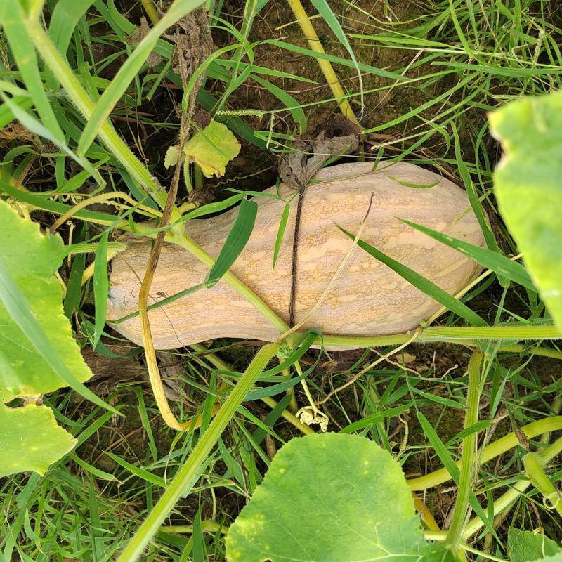 大量欧冠老南瓜成熟了