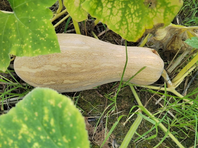 大量欧冠老南瓜成熟了