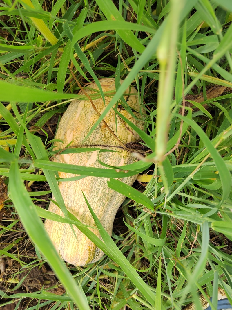 大量欧冠老南瓜成熟了
