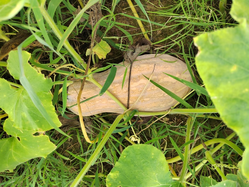 大量欧冠老南瓜成熟了