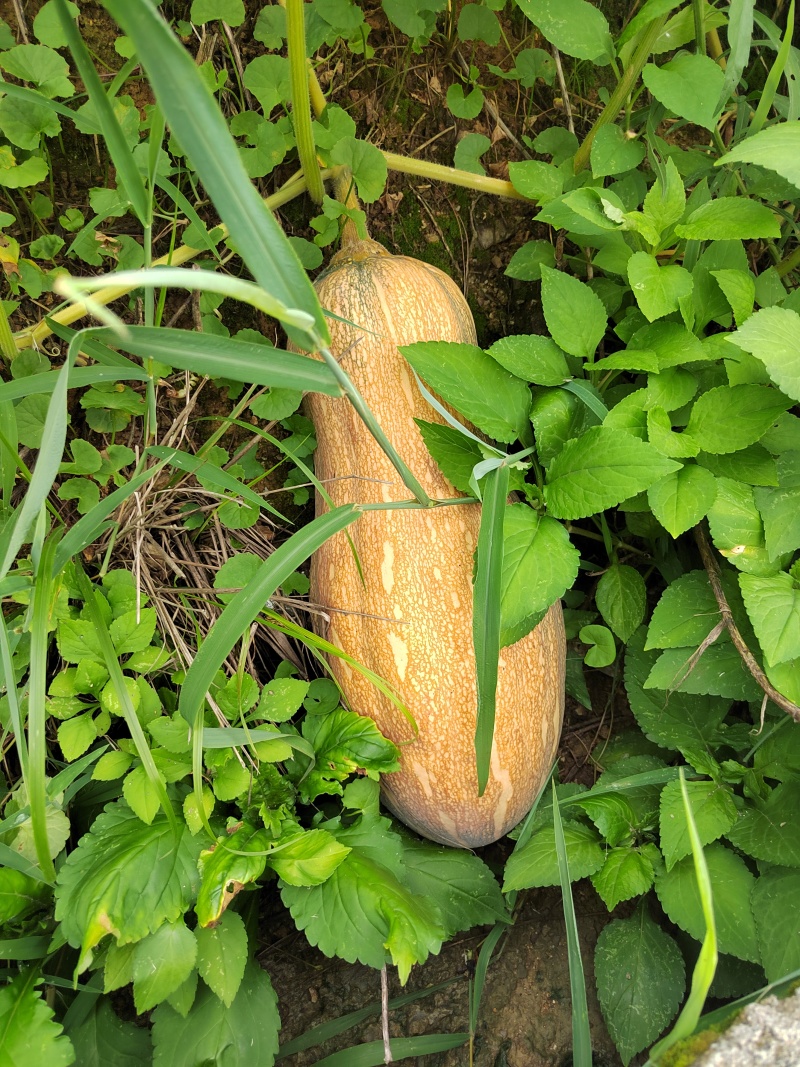 大量欧冠老南瓜成熟了