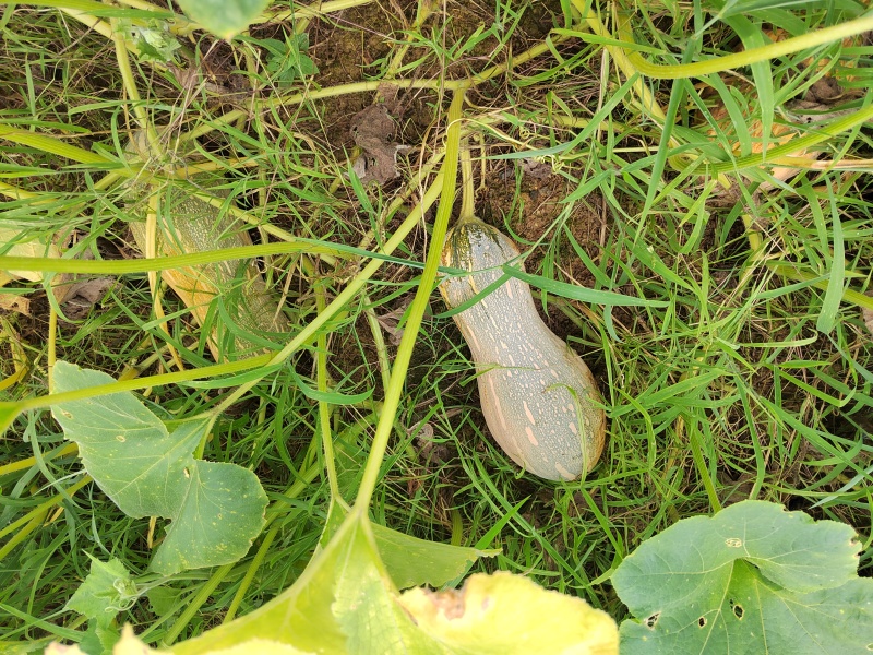 大量欧冠老南瓜成熟了