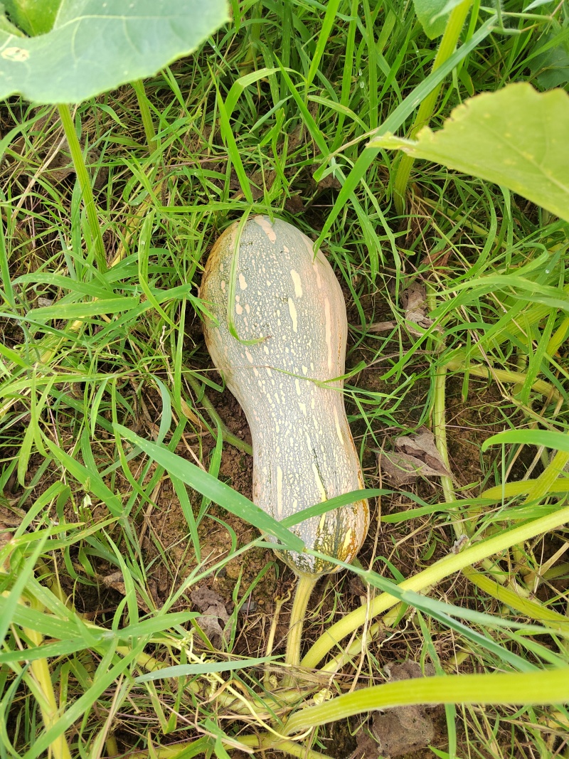 大量欧冠老南瓜成熟了