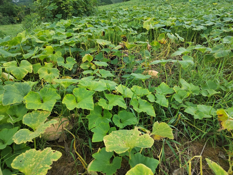 大量欧冠老南瓜成熟了