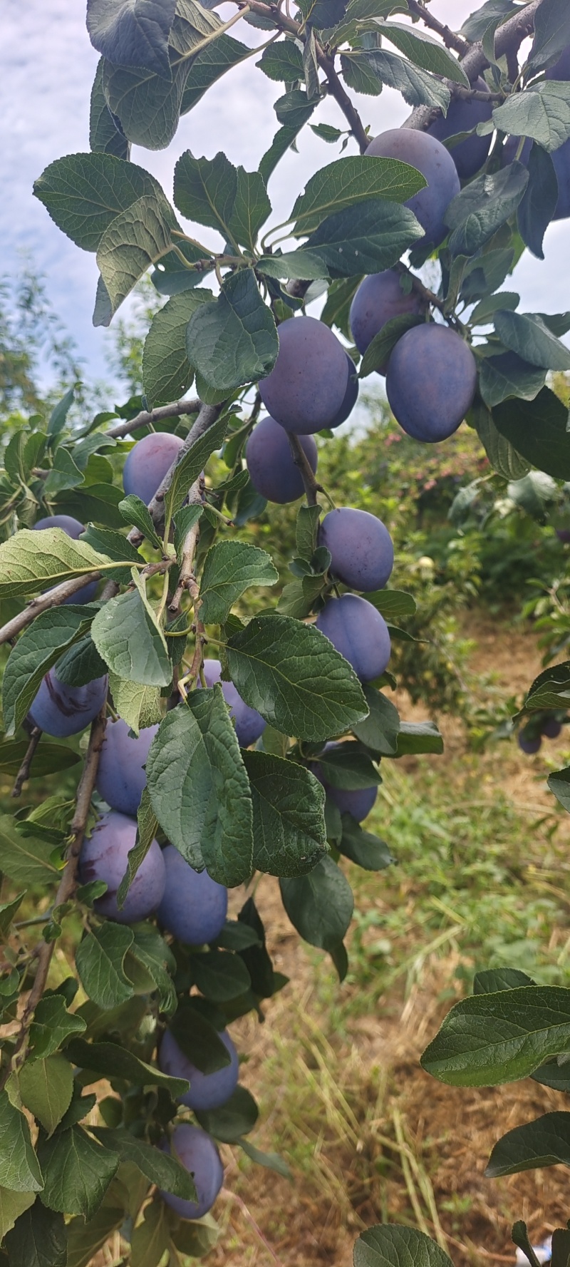 个大色好