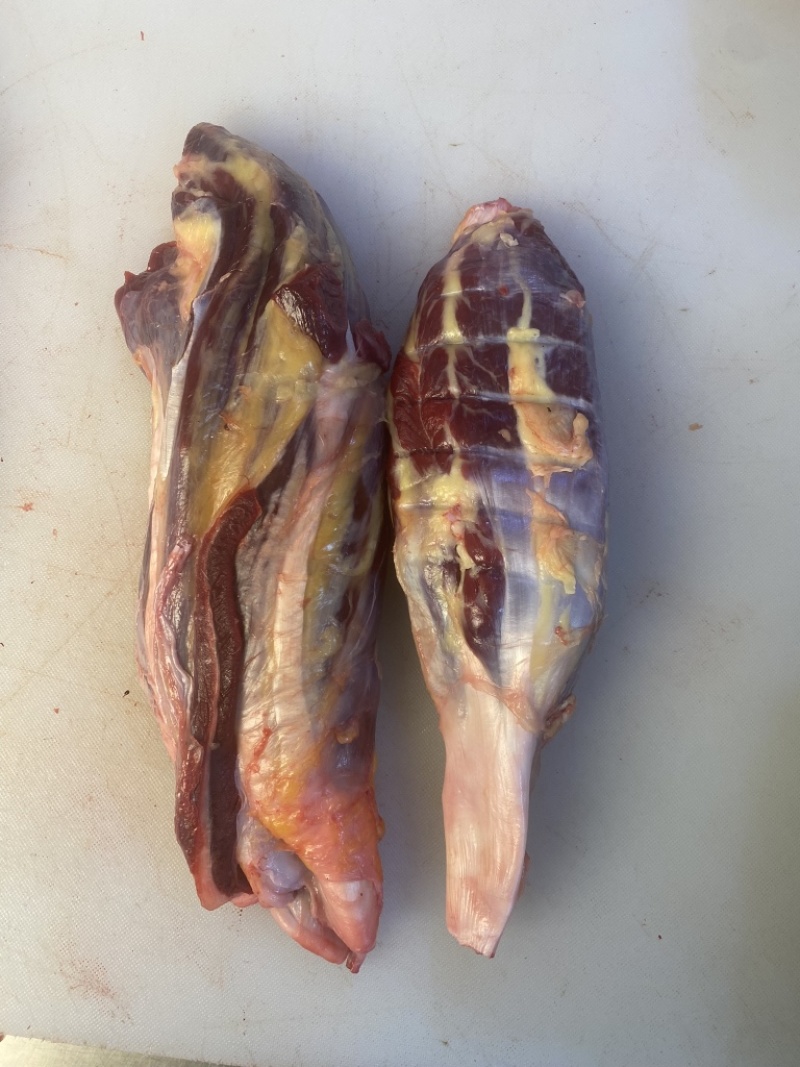 内蒙古草原溜达牛，黄标牛腱子