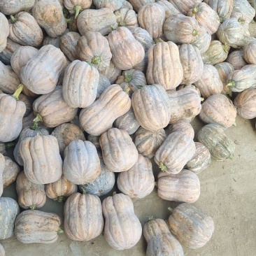 金香南瓜千亩基地直供外贸档口商超电商，欢迎采购