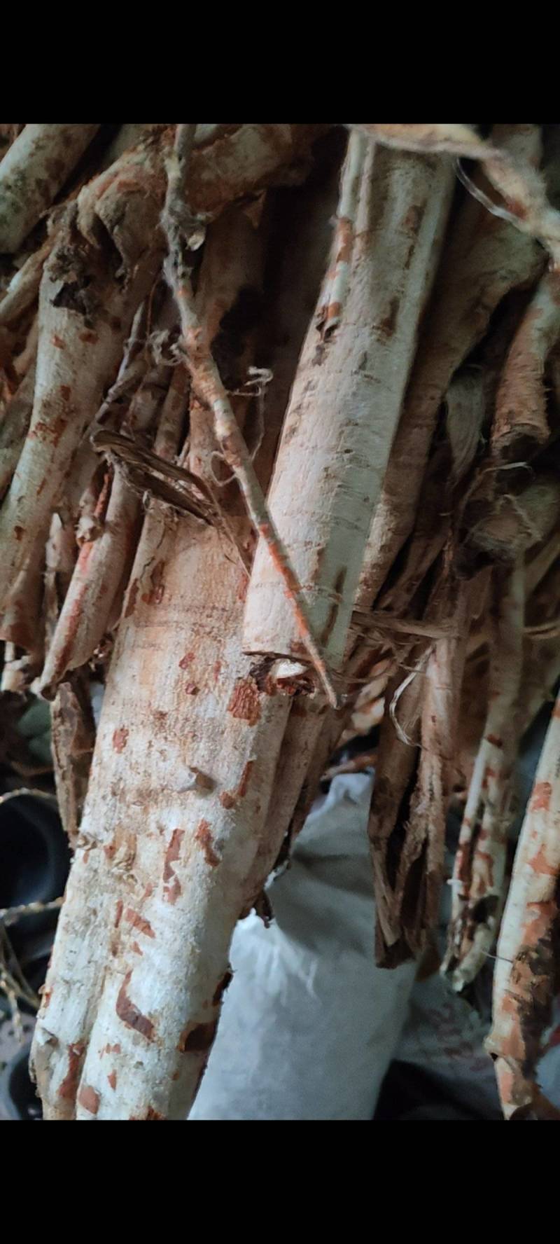 桑白皮中药材野生桑白皮‘刮皮无心老树根皮