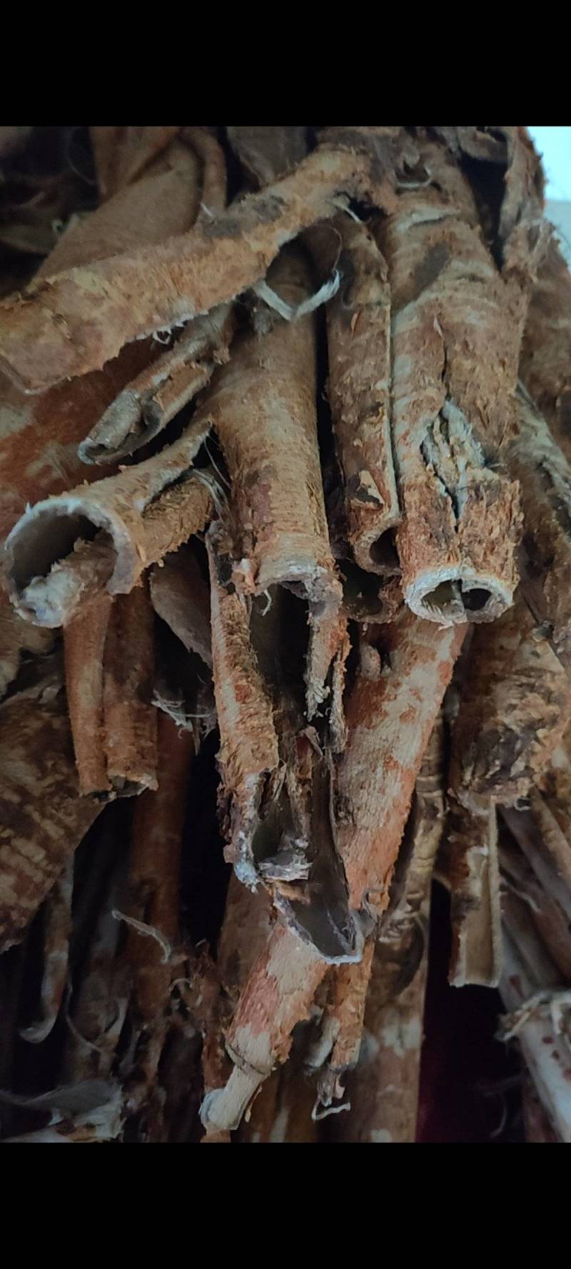 桑白皮中药材野生桑白皮‘刮皮无心老树根皮